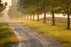 Roadway and fences on horse farm at sunrise on foggy morning, Oldham County, Kentucky Art Print